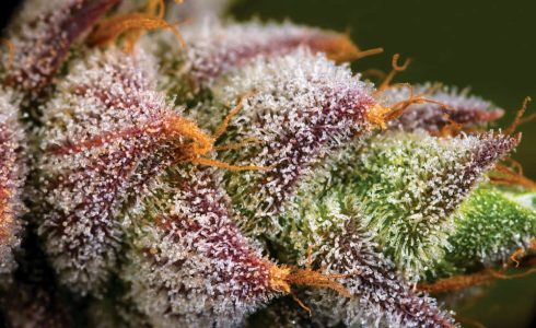 Every Little Thing You Required To Learn About RARE DANKNESS SEEDS