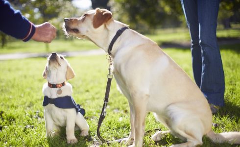 Fetching Success Wisdom of a Seasoned Dog Trainer